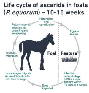 Foals – Part 2 – Farr & Pursey Equine